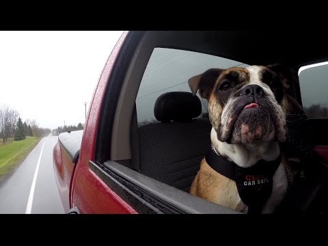 Do dog harnesses keep your pet safe in a car crash? (CBC Marketplace) - UCuFFtHWoLl5fauMMD5Ww2jA