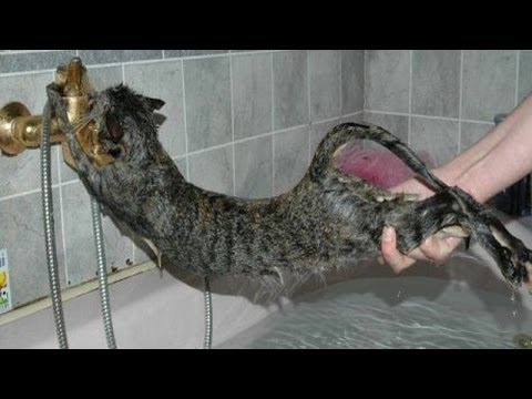 Cats just don't want to bathe - Funny cat bathing compilation - UC9obdDRxQkmn_4YpcBMTYLw