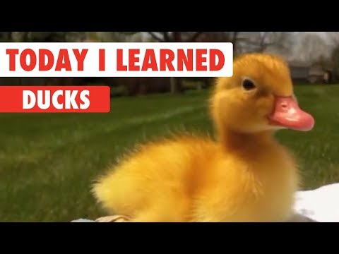 Today I Learned: Ducks - UCPIvT-zcQl2H0vabdXJGcpg