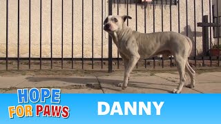 Danny - Homeless Pit Bull gets rescued off the streets.