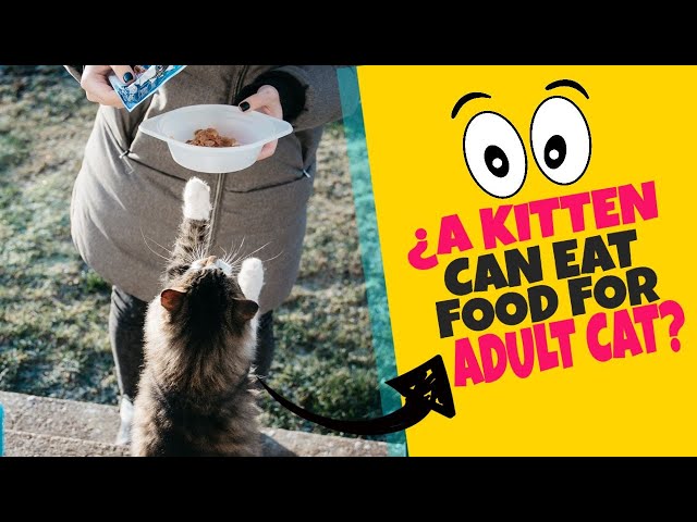 can-cats-eat-adult-food-hayfarmguy