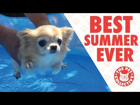 Pets Who Had A Better Summer Than You | Goodbye Summer 2017 - UCPIvT-zcQl2H0vabdXJGcpg