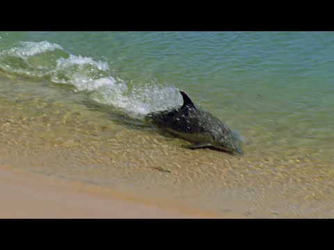 Hydroplaning Dolphins | Planet Earth | BBC Earth - UCwmZiChSryoWQCZMIQezgTg