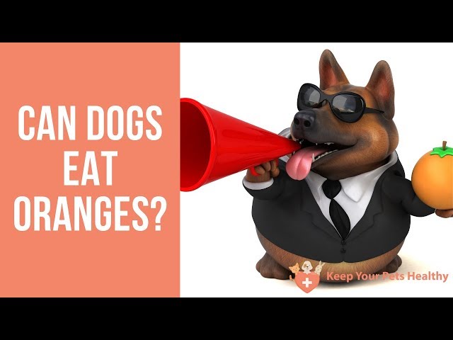 Can Dogs Eat Orange Peels? - HayFarmGuy