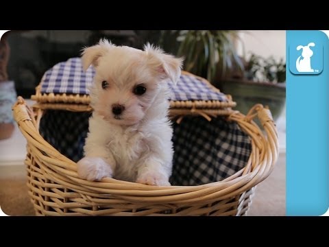 Maltese Puppy Can't Get Out Of The Basket - Puppy Love - UCPIvT-zcQl2H0vabdXJGcpg