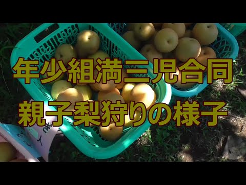 年少組・満三歳組『親子梨狩り』の様子