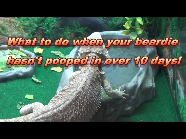Why My Bearded Dragon Isn’t Pooping