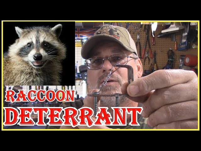 How to Use Heavy Metal Music to Get Rid of Raccoons