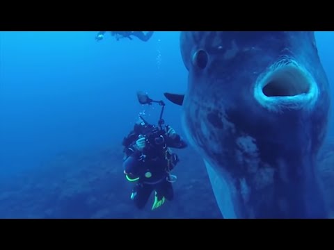 5 Deep Sea Creatures Faced By Divers! - UCUVa51UA_690sEKyRbHb-5A