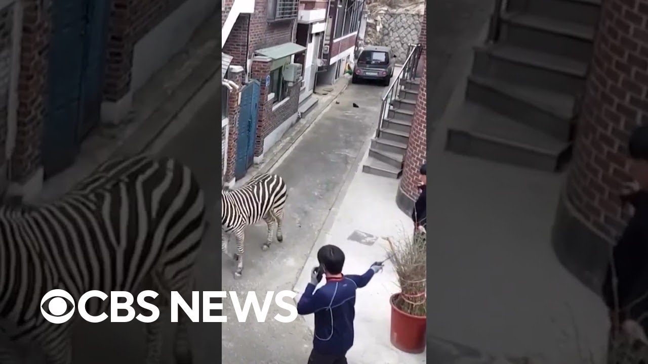 A zebra wanders around after escaping a zoo in South Korea. It was later returned safely #shorts
