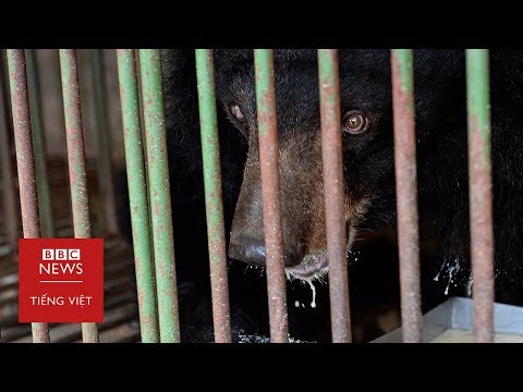 Việt Nam: Thân phận thảm thương của gấu bị bắt lấy mật - BBC News Tiếng Việt