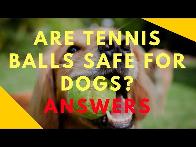 Is Tennis Ball Fuzz Bad For Dogs?