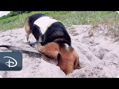 Meet Captain Ron — A Sea-Turtle-Egg-Detection Dog! | Disney Parks - UC1xwwLwm6WSMbUn_Tp597hQ