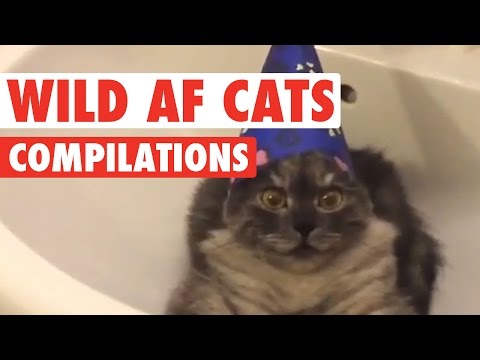 Funny Wild AF Cat Pet Video Compilation 2016 - UCPIvT-zcQl2H0vabdXJGcpg