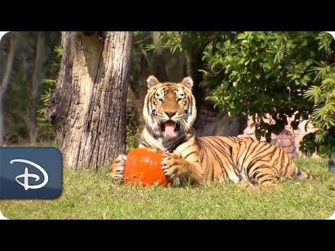 Wildlife Treated to Halloween Pumpkins | Disney's Animal Kingdom - UC1xwwLwm6WSMbUn_Tp597hQ