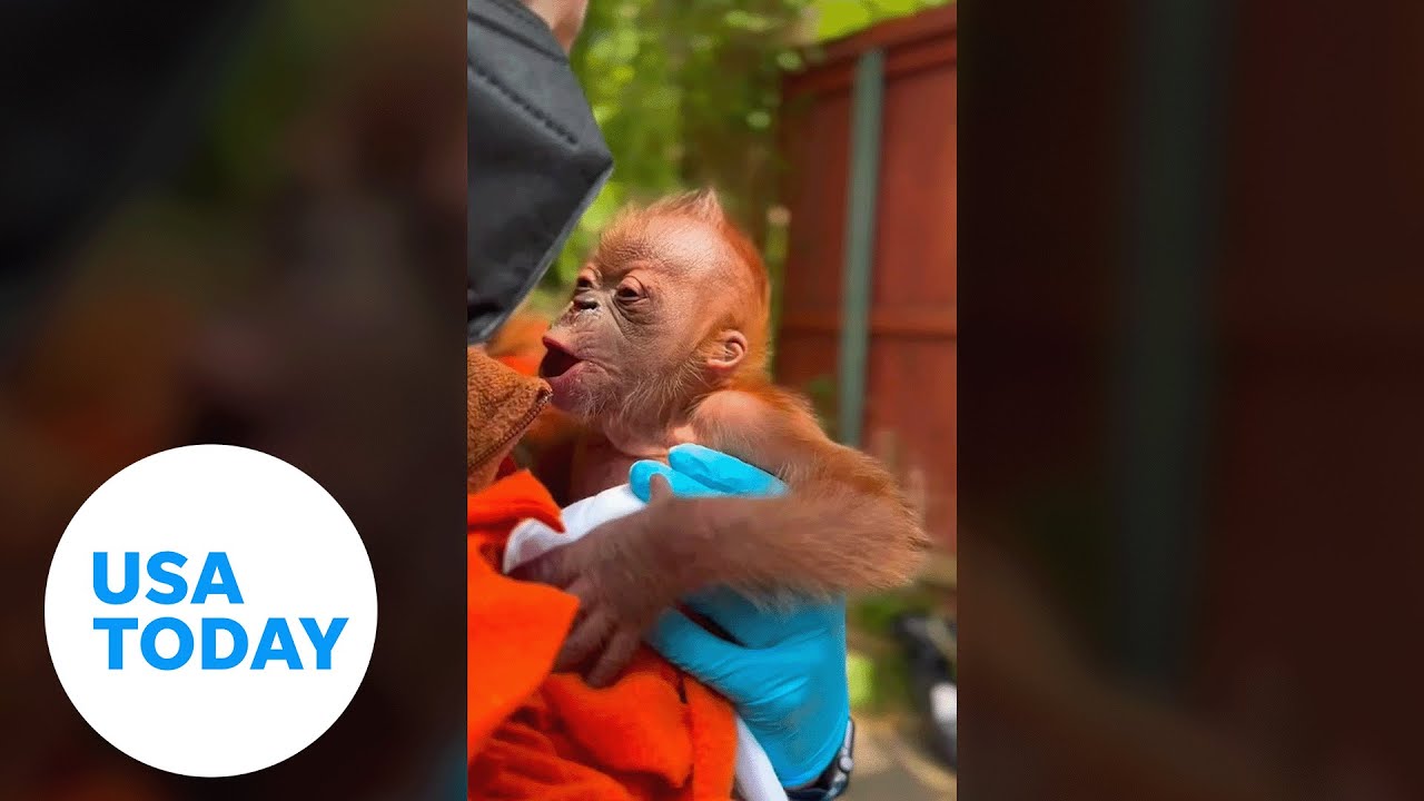 Critically endangered Sumatran orangutan born at Sacramento Zoo | USA TODAY