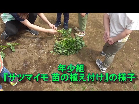 年少組『サツマイモの苗 植え付け』の様子