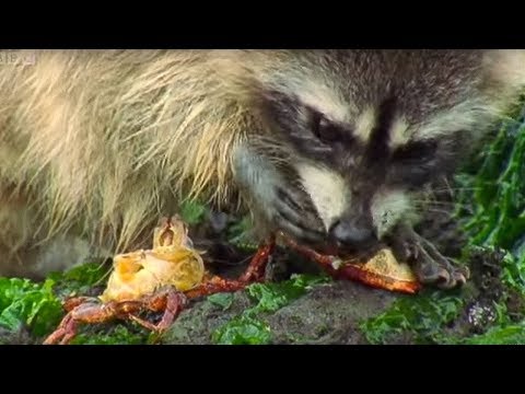 Raccoon vs Rock Crab | Blue Planet | BBC Earth - UCwmZiChSryoWQCZMIQezgTg