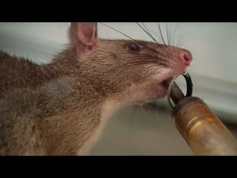 Giant Rats Can Detect Tuberculosis! - Extraordinary Animals - Series 2 - Earth - UCwmZiChSryoWQCZMIQezgTg