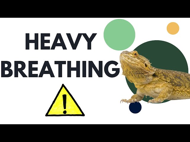 Why Is My Bearded Dragon Breathing Heavy?