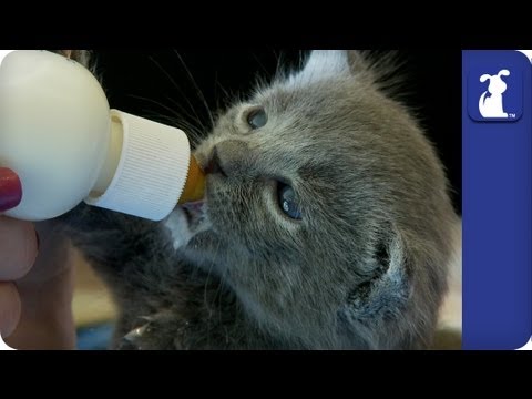 How to Bottle Feed Kittens - UCPIvT-zcQl2H0vabdXJGcpg