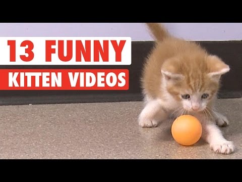 13 Funny Kittens Video Compilation 2016 - UCPIvT-zcQl2H0vabdXJGcpg