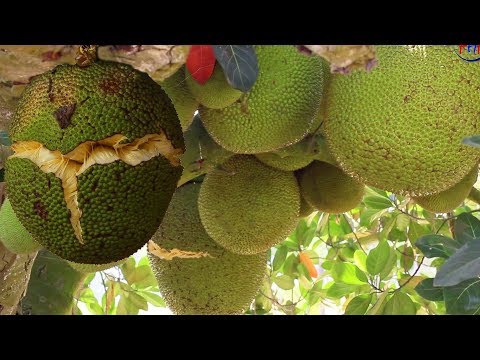 RIPE JACK FRUIT How to Cut up From Jack Fruit Tree | Health Benefits of Ripe Jackfruits