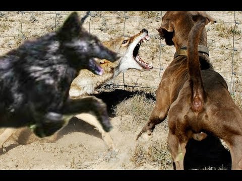 Big black Coyote Attacks the dog!!! - UCI-mqa072aPsYSijI3pzxzw