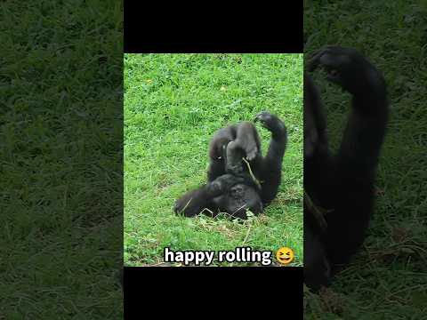 台北の動物園で見られる金剛猩猩のかわいい楽しみ方 サムネイル