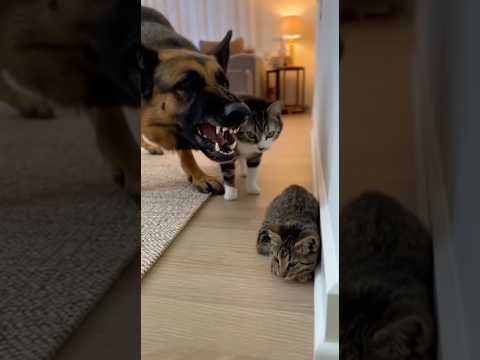 "NOT MY BABY!" Tiny Cat Scares Off a Massive German Shepherd 👑💪