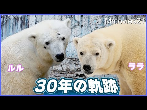 【感動】ララとルル生誕30年~双子のホッキョクグマが別々に歩んだ軌跡~8頭の子が誕生・姉妹が繋がる瞬間~Polar Bear Lara & Lulu