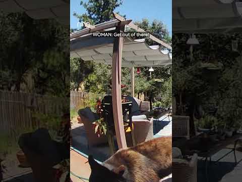 When you use Two-Way talk to deter a bear from your backyard and it listens! 🐻
