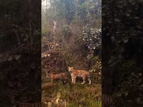 tigress and her cubs.