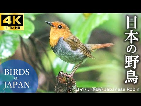 日本の野鳥(春・夏編)【鳴き声・さえずり】