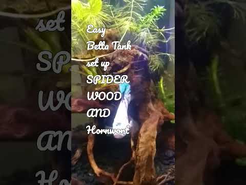 Easy 5 gal Betta Tank Set up using spiderwood and  