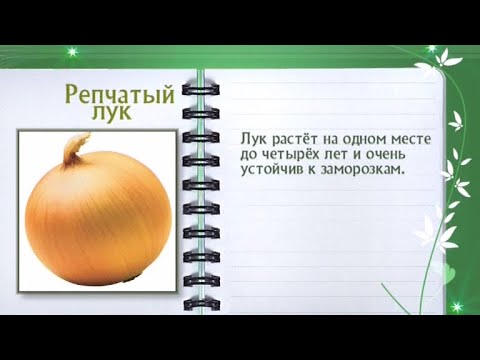 Кулинарная энциклопедия - Репчатый лук - Часть 2 - UC7XBjhXnmmXFsxmnys9PmDQ