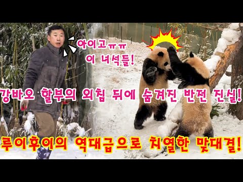 세상에💥 강바오 할부지의 외침 뒤에 숨겨진 반전 진실!루이바오  후이바오의 역대급으로 치열한 맞대결!