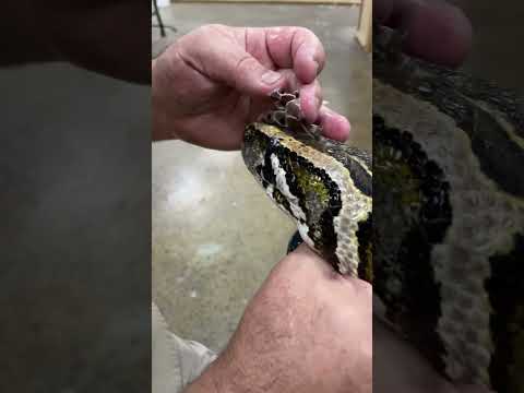 Helping this Sweet Python Shed🥰 Follow Me Here!!

Meet Me Here_ https_//linktr.ee/thereptilezoo
Facebook_ https_//www.facebook.com/p