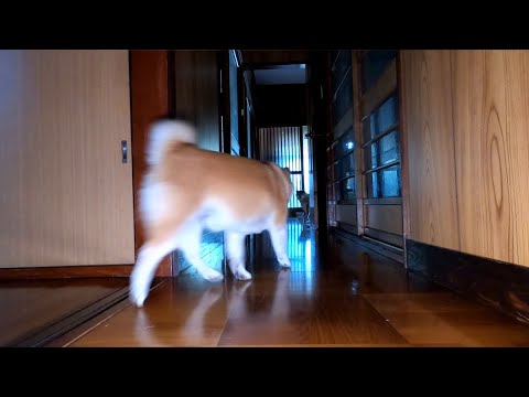 2025年8月19日オヤツ取引場所の最新情報と柴犬と遊ぶ楽しみ サムネイル