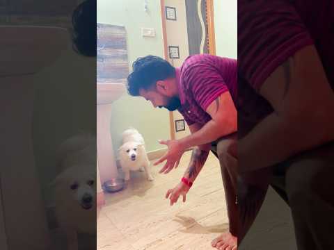 Owner Surprised by Dog’s Angry Reaction 😱 #AngryDogReaction #Trending #DogLovers #yt
