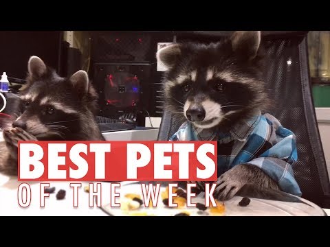 Best Pets of the Week | September 2017 Week 4 - UCPIvT-zcQl2H0vabdXJGcpg