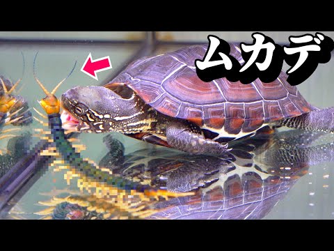 靴の中にいたムカデをカメの水槽に入れると…【カメの陸地改造】〈カメ混泳〉