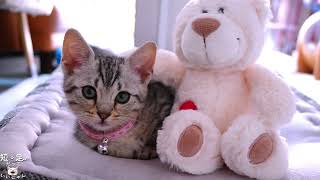 動画サムネイル