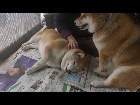 犬の動画サムネイル - 2025年5月3日(土)憲法記念日 相棒に優しく撫でられていたのにガッツリ強めで頼むわとチェンジしてくるモモさん
