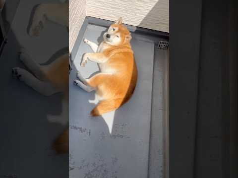 柴犬福天サロのかわいい瞬間と癒し動画｜笑いと癒しをお届け サムネイル