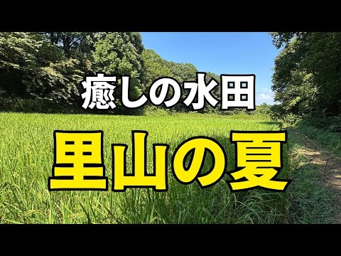 【癒し／里山の夏】井戸水が潤す稲穂と青空｜涼やかな水音に包まれて