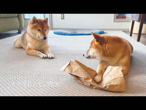 姉柴のものがどうしても欲しい弟柴犬のその後が可愛いすぎる【4K】