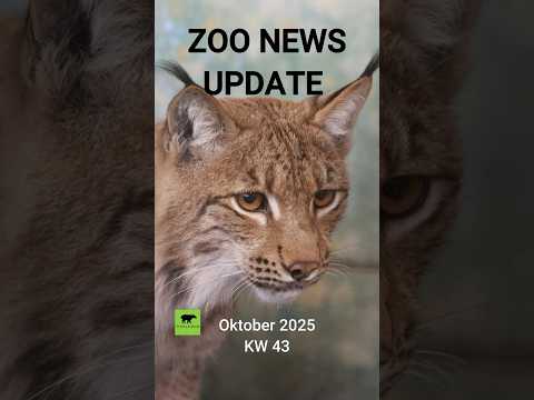 Zoo News Update KW 43 | Oktober 2025 #zoo #lynx  #giraffe #vienna #animals