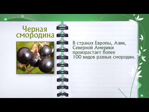 Кулинарная энциклопедия - Черная смородина - UC7XBjhXnmmXFsxmnys9PmDQ