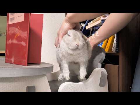 うさぎさんが椅子に座ったまま寝てしまったので、起こさないようにお布団に移動させるミッション